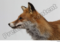  Red fox head 0004.jpg